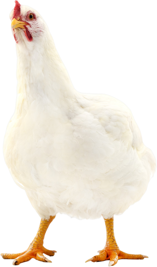 white-hen-isolated-white